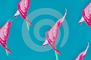 Creative fashion floristic decoration with nice looking Beautiful red Anthurium Flower Bud. Fashion close-up isolated on bright pa