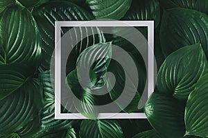 Creative flat lay with tropical leaves and white frame. Minimal jungle background