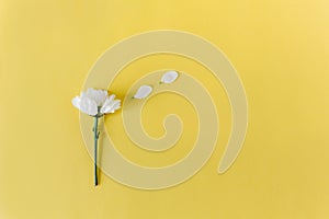 Creative flatlay with camomole flower on the yellow background. Copy space. Top view