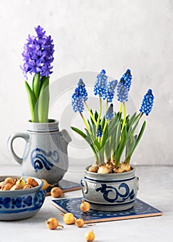 Creative floristic arrangement with blue grape hyacinth flowers and onion sets in the old vintage ceramic dishes. 