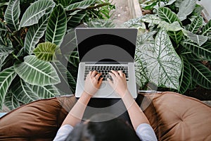 Creative Freelancer Woman Using Laptop in Cafe With Houseplant, Business Woman Online Working on Computer Laptop While Sitting