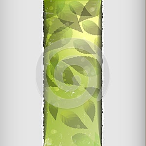 Creative green leaves