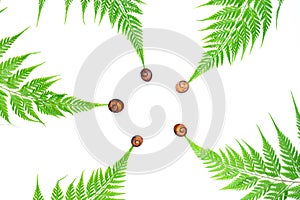 Creative green natural layout made of tropical fern leaves