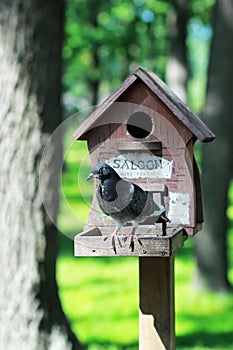 Creative hand made wooden bird house/bird feeder with two dove on a pole in a park