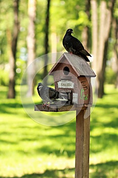 Creative hand made wooden bird house/bird feeder with two doves standing on a pole in a park