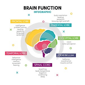 Creative human brain infographic concept lobe mind