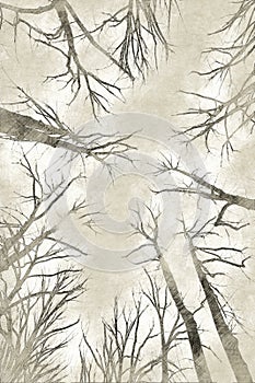 Creative Illustration - Trees on Foggy Winter Day