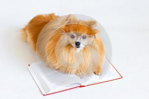 Creative intelligent, smart, serious dog pomeranian spitz professor with glasses and bow tie reading book