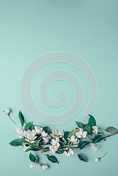 Creative layout with blooming apple tree on a blue background. Flat lay. Concept - spring minimalism