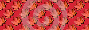 Creative layout of colorful autumn leaves. Banner with maple leaves pattern on red background. Top view. Flat lay. Season concept