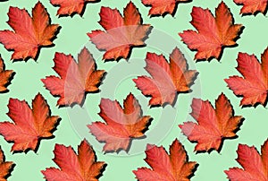 Creative layout of colorful autumn leaves. Banner with red maple leaves pattern on mint background. Top view. Flat lay. Season