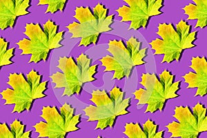 Creative layout of colorful autumn leaves. Banner with yellow, green, orange maple leaves pattern on violet background. Top view.