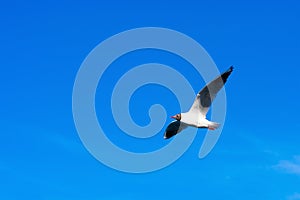 Background made of bright blue sky, white clouds  and a flying seagull
