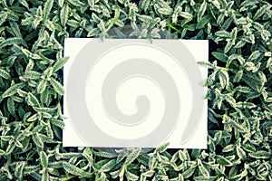 Creative layout frame made of grass with frost and green leaves with paper card note, flat lay, nature concept top view with copy