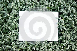 Creative layout frame made of grass with frost and green leaves with paper card note flat lay nature concept top view with copy