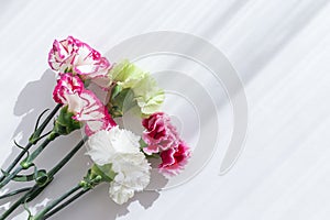 Creative layout made of beautiful carnation flowers bouquet closeup on white background with shadow. Spring floral theme. Nature