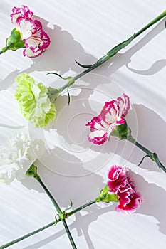 Creative layout made of beautiful carnation flowers closeup on white background with shadow. Spring floral pattern. Nature concept