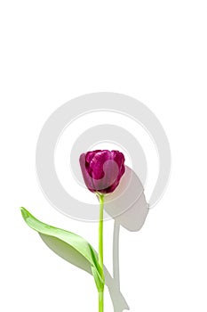 Creative layout made of beautiful tulip flower closeup on white background with shadow. Minimal style. Nature concept. Greeting
