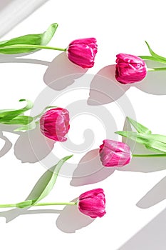 Creative layout made of beautiful tulip flowers closeup on white background with shadow. Spring floral pattern. Nature concept.