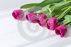 Creative layout made of beautiful tulip flowers closeup on white background with shadow. Spring floral theme. Nature concept.