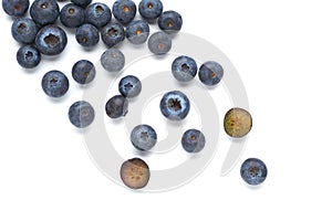 Creative layout made of blueberry isolated on white background