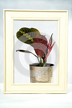 Creative layout made with calathea colorful green and purple leaf in silver color pot and cream frame on white background.