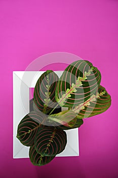 Creative layout made with calathea colorful green and purple leaf and white frame on pink background. Calathea Maranta, Red Prayer
