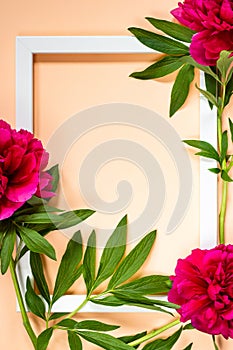 Creative layout made of colorful frowers with frame on peachy background. Minimal summer composition background. Copy space