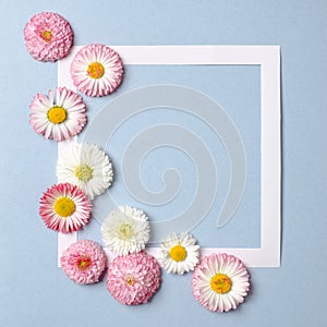 Creative layout made of daisy spring flowers and paper border frame on pastel blue background. Minimal holiday concept. Flat lay