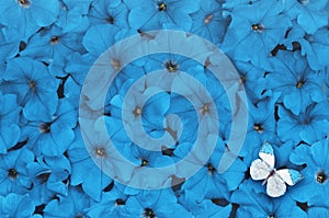 Creative layout made of flowers with white butterfly. Nature concept.