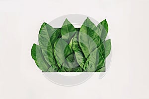 Creative layout made of fresh green leaves in frame. Flat lay