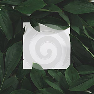 Creative layout made of green leaves with empty blank for note on black background. Top view.