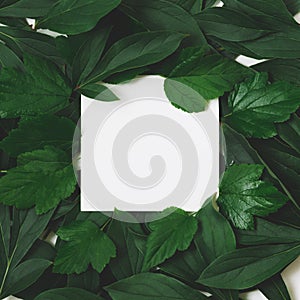 Creative layout made of green leaves with empty blank for note on black. Top view. Nature concept.