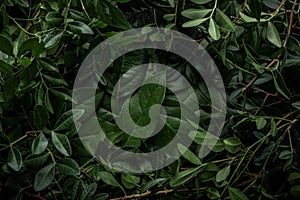 Creative layout made of green leaves. Flat lay. Nature concept