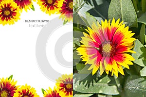 Creative layout made of Indian Blanket Flower Gaillardia pulchella