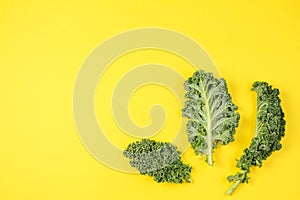 Creative layout made of kale leaves on blue background