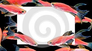 Creative layout made of Many orange zebra fish with paper blank