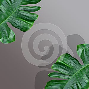 Creative layout made of monstera leaves, flat design