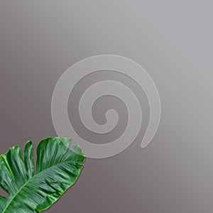 Creative layout made of monstera leaves, flat design