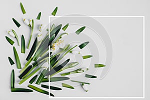 Creative layout made with snowdrop flowers on a bright background with white frame. Flat lay, top view, copy space. Spring minimal