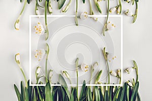 Creative layout made with snowdrop flowers on a bright background with white frame. Flat lay, top view, copy space. Spring minimal