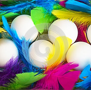 Creative layout made of white chicken eggs with colorful feathers trendy neon colors.