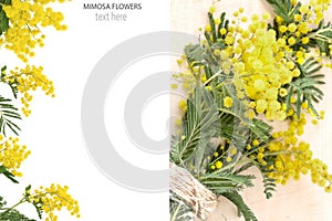 Creative layout made of Yellow Mimosa flowers Acacia