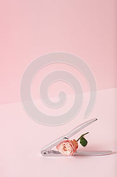 Creative layout with pink beautiful rose flower and nutcracker over  pink background photo