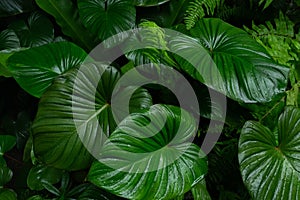 Creative layout, tropical rainforest foliage plants bushes dark green leaves. Abstract natural spring green leaf wallpaper pattern