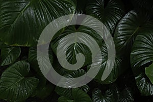 Creative layout, tropical rainforest foliage plants bushes dark green leaves. Abstract natural spring green leaf wallpaper pattern