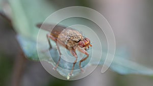 Creative Macro on one of the smallest Flies of the World - DUngfliege