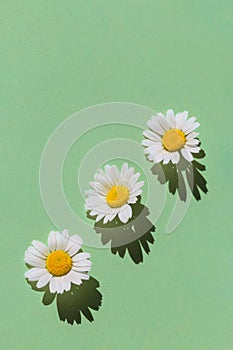Creative minimal style composition made of daisy flowers on pastel green background with shadow. Floral summer composition. Nature
