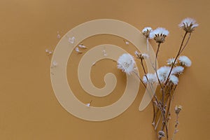 Creative minimal style composition made of dried dandelion flowers on pastel orange color background. Nature concept backdrop.Top