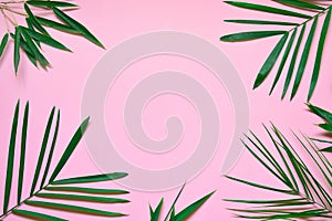 Creative minimal summer idea. Green leaf branches. Palm leaves on pastel colors. Tropical exotic background with empty space for t
